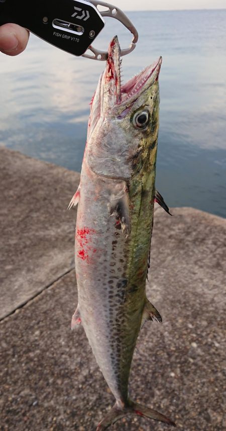 渡船チャレンジ