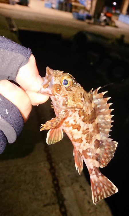 アジ…お出かけ中…