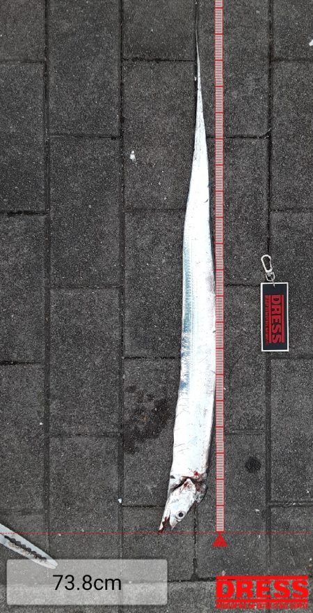 やっとタチウオ