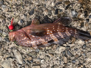 深夜から朝にかけて堤防釣り