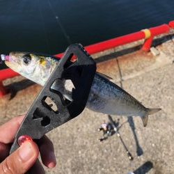 デカイワシ爆釣