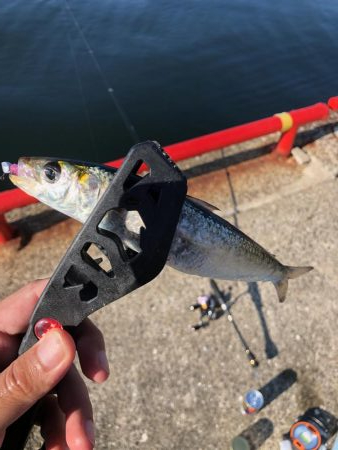 デカイワシ爆釣