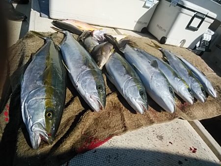 大物釣果速報！●光義丸：平戸市早福港