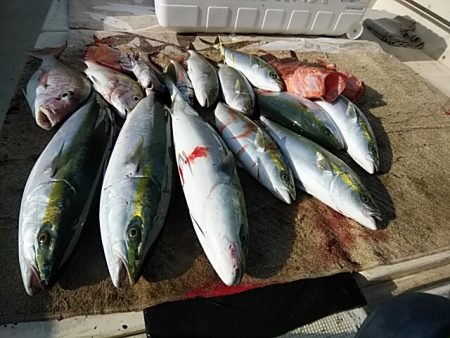 大物釣果速報！●光義丸：平戸市早福港