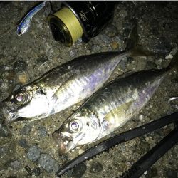 南港にタチウオ調査