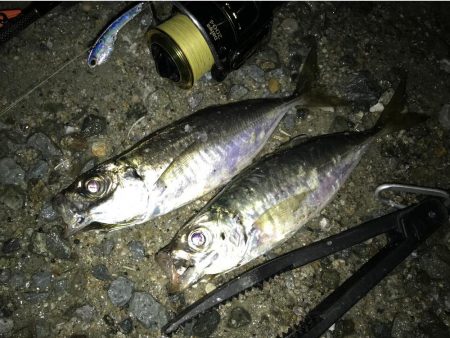 南港にタチウオ調査