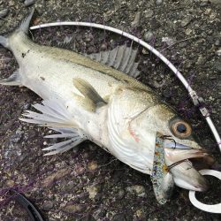 市内ドブスズキを調査