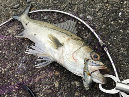 市内ドブスズキを調査