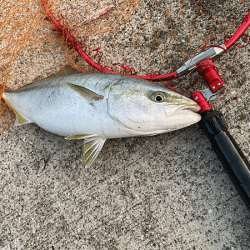 瀬戸内の島ショアジギング(2020-3)