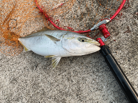 瀬戸内の島ショアジギング(2020-3)