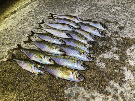 瀬戸内の島アジング（2020-20)