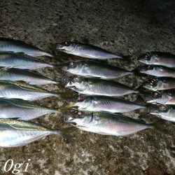 西浦でも日没直後にデカアジ入れ食い!