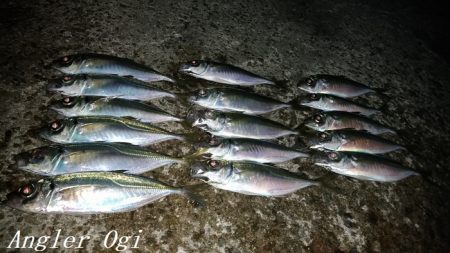 西浦でも日没直後にデカアジ入れ食い！