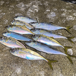 瀬戸内の島アジング・エギング・ショアジギング