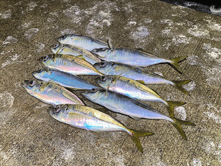 瀬戸内の島アジング・エギング・ショアジギング