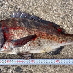 大きな赤と黒とカレイ