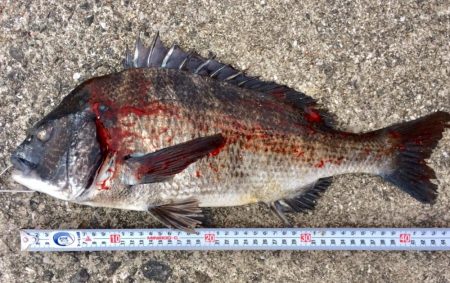 大きな赤と黒とカレイ