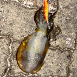 ショアジギングでサゴシとエギングでアオリイカ