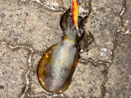 ショアジギングでサゴシとエギングでアオリイ…