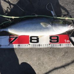 エギングロッドでショアジギング。ハマチにタチウオ