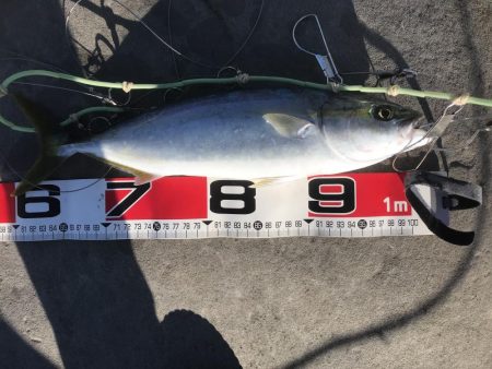 エギングロッドでショアジギング。ハマチにタ…