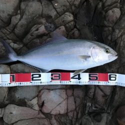 【青物】ショアジギングでカンパチ釣果