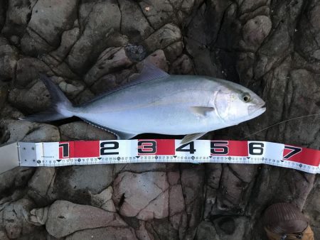 【青物】ショアジギングでカンパチ釣果