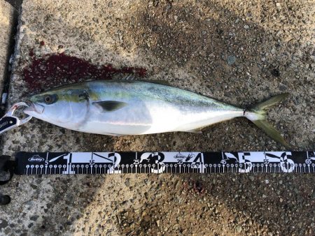 強い引きが楽しいですね！