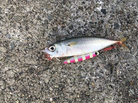 サゴシが回遊中