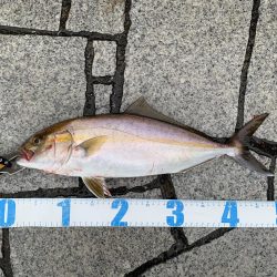 ショアジギング