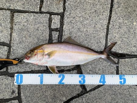 ショアジギング