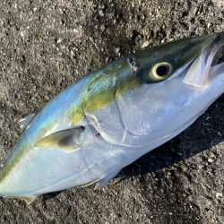 続メジロリベンジ