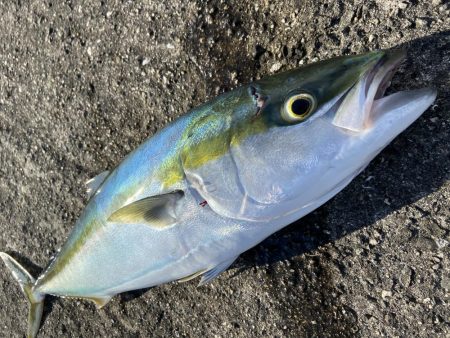 続メジロリベンジ