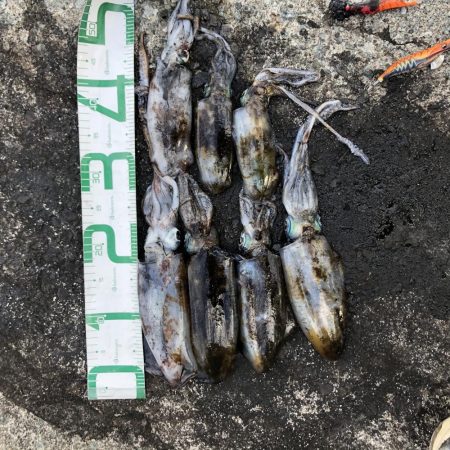 佐渡ヶ島エギング 32回目