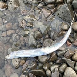 今季初！！朝マズメにタチウオ釣果！！