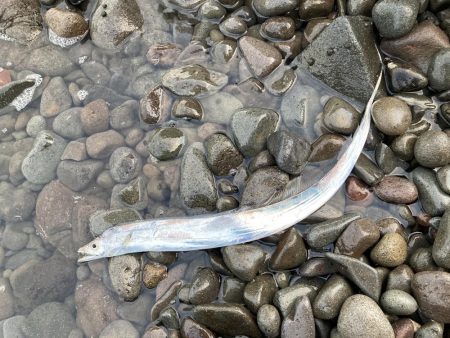 今季初！！朝マズメにタチウオ釣果！！