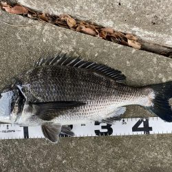 イチノ兄弟、釣果！