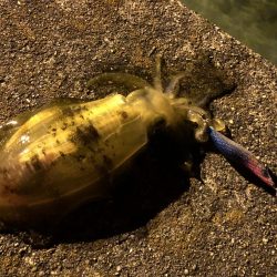 サヨリパターンのシーバスが難し過ぎてエギングへ