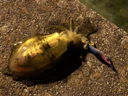 サヨリパターンのシーバスが難し過ぎてエギン…