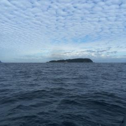 津島でアオリイカ