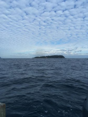 津島でアオリイカ