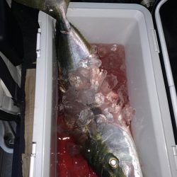 ショアジギング