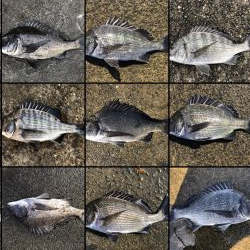 イチノ兄弟、釣果!