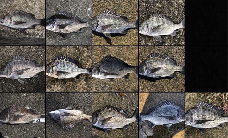 イチノ兄弟、釣果!