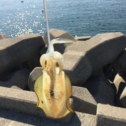 アオリイカ!250g×2