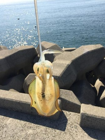 アオリイカ!250g×2