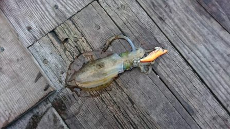 久しぶりの日本海 イカ狙い はとう渡船