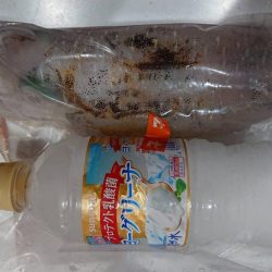 2020年林崎アオリイカ調査