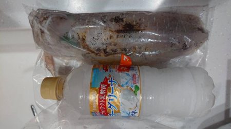 2020年林崎アオリイカ調査