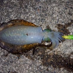 おニューロッドで(^^)